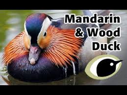 Mandarin duck (aix galericulata) bird sounds on dibird.com. Bto Bird Id Mandarin Duck Wood Duck Youtube