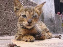 Canine parvovirus is a killer. Agen Kosmetik Home Facebook