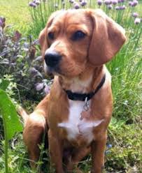 Check spelling or type a new query. Labrador Mix Welpen Welche Mixe Gibt Es Uberhaupt