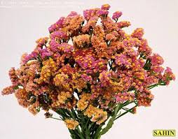 Image result for Limonium