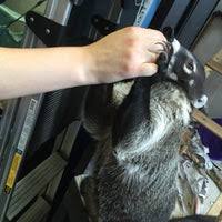 Maybe you would like to learn more about one of these? Nj Exotic Pets Auditorium In Lodi