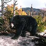 Sir walter raleigh may have suggested this name around 1584. State Symbols