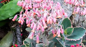 Image result for Kalanchoe fedtschenkoi