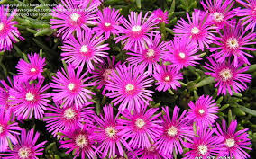 Shop our popular selection of the hottest birthday, yard gnomes and fowl bird gifts.our funny greeting cards are the perfect addition to make your present even more memorable. Plantfiles Pictures Delosperma Species Hardy Ice Plant Trailing Ice Plant Cooper S Ice Plant Delosperma Cooperi By Katemckenzie
