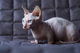 bambino cat full profile history and care
