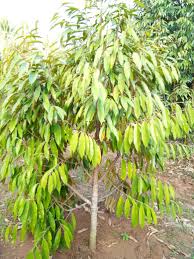 Daging buah musang king memiliki ciri khas antara lain dagingnya yang berwarna kuning, teksturnya lembut creamy dan tidak berserat. Hp Wa 0822 2022 8118 Durian Merah Bibit Durian Musang King Dongkelan Durian Plants Love Lies Bleeding