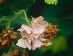 Image result for Dombeya burgessiae