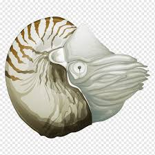 Chambered Nautilus Illustration Conch Cartoon Fish Nautilidae Nautilus Png Pngwing Download the free graphic resources in the form of png, eps, ai. chambered nautilus illustration conch
