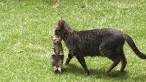 cats 08 おしゃれまとめの人気アイデア pinterest philip s 猫 ねこ 子猫