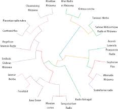 Image result for Commiphora fulvotomentosa