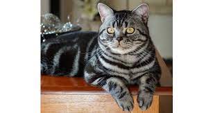 Miribu cattery american shorthair kittens & cats. American Shorthair Breeders Australia American Shorthair Info Kittens