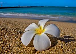 Hawaiian Plumeria Beach Sunset Wallpaper Beach Tumblr Sunset Wallpaper