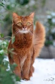 Https Www Facebook Com Dougmarkproductions Pretty Cats Beautiful Cats Cute Cats