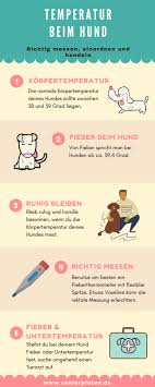 Ab wann hat man fieber? Temperatur Beim Hund Messen Im Notfall Richtig Handeln 6 Tipps