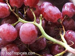 Image result for Vitis vinifera
