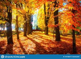 Autumn Scene. Bright Colorful Landscape Yellow Trees In Autumn Park. Fall  Stock Image - Image of leaves, background: 144730057