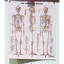 vintage laminated medical chart