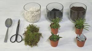 Terarium tidak cocok untuk tanaman yang tumbuh melebar dan tinggi. Yuk Isi Waktu Kosongmu Dengan Membuat Terrarium