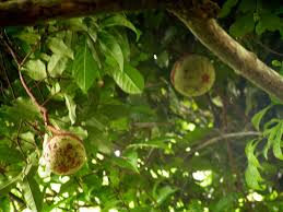 Image result for Landolphia