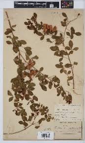 Image result for Crotalaria heidmannii