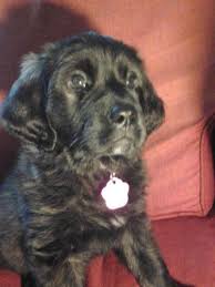 Later, the irish setter and blood hound were thrown into the mix. St Bernard Golden Retriever Mix Puppies For Sale In Albion New York Classified Americanlisted Com