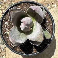 Image result for Crassula alba