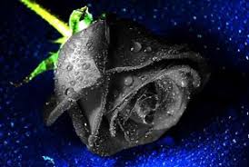 3 Techniques To Create Black Flowers Florist Chronicles