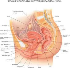 Whether or not a baby is present, the hormonal functions that come with your internal anatomy impact your everyday life. Organ Anatomy Human Medisch Engels Leren