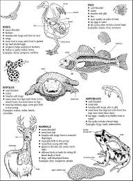 Pin By Kelciechrz On Camp Activities Vertebrates And Invertebrates Homeschool Life Science Animal Classification