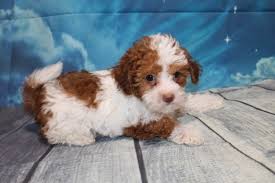 Mom is white maltipoo dad is apricot miniature poodle hes had his first vaccine, dewormed, and parasite free. Maltipoo Pups Ready July 2020 Tlc Puppy Love