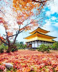京都の秋を感じる 金と朱のコントラスト triproud 美しい風景 京都 景色 美しい景色