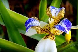 If the flowers have been pollinated, they will produce seed pods. Walking Iris Plant Care Neomarica Spp