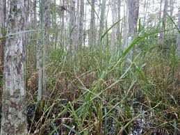 Image result for Scleria lacustris