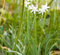 Image result for Tulbaghia cameronii