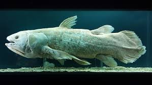 Image result for Coelachyrum