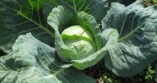 Maybe you would like to learn more about one of these? How To Harvest Cabbage Gardener S Path