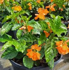 Image result for Crossandra puberula