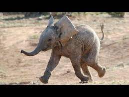 Funny elephant videos baby elephant video elephant gif cute elephant. Most Funny And Cute Baby Elephant Videos Compilation Youtube Gluckliche Tiere Baby Elefant Tierbabys