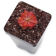 Image result for Isoberlinia tomentosa