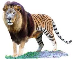 Horses, dogs, pigs, monkeys, cats, elephants, rabbits, tigers, leopards, goats, sheep. What Would Happen If A Human Mated With An Animal Quora