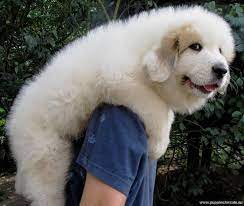 Pin By Tatum On The Thunder Of Large Pyrenees Puppies Great Pyrenees Puppy Great Pyrenees