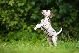 Please feel free to contact as with any queries you have regarding adoption. 6 Things To Know About Dalmatian Puppies Greenfield Puppies