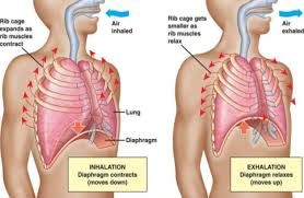 Muscles that helpful in expanding the thoracic cavity are called the inspiratory muscles. Breath Of Fire Strengthens Your Breathing Muscles The Well Bodymindheartspirit