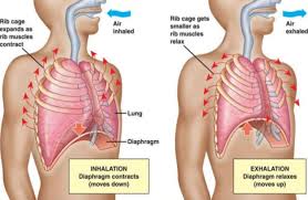 The rib cage has many attachment points to other important muscles, like the neck, abdominals, and upper back. Breath Of Fire Strengthens Your Breathing Muscles The Well Bodymindheartspirit