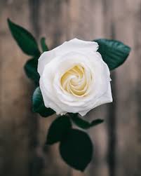 Lealer Williams Obituary