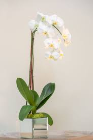 For $275 they received 109 designs from 19 different designers from around the world. Simply Beautiful Flowers Falls Road