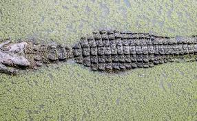 There is a way of getting free adopt me legendary without hatching or trading pets, you can enter our giveaways to get free legendary pets. Conservation News On Editorials