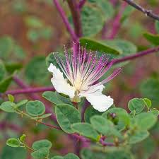 Image result for Capparis citrifolia