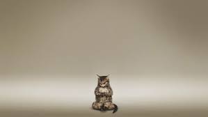 Make Your Desktop Meditate With These Zen Inspired Wallpapers Silver Tabby Cat Cat Yoga Animal Wallpaper