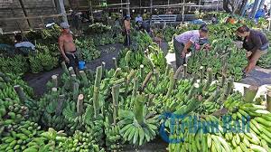 Senyawa likopen yang terkandung di dalam tomat juga sangat efektif mengurangi kolesterol ldl. Penjualan Pisang Jelang Galungan Di Cargo Denpasar Turun 50 Persen Pedagang Mengeluh Tribun Bali